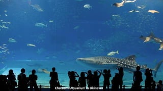 Churaumi Aquarium in Okinawa
 