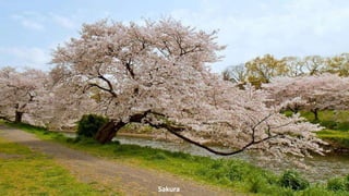 Sakura
 