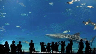 Churaumi Aquarium in Okinawa
 