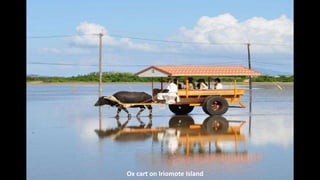 Ox cart on Iriomote Island
 