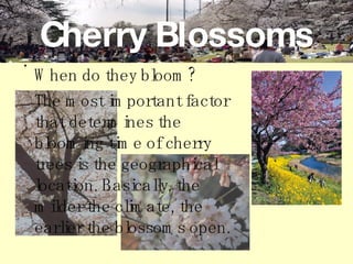 Cherry Blossoms When do they bloom?   The most important factor that determines the blooming time of cherry trees is the geographical location. Basically, the milder the climate, the earlier the blossoms open.  