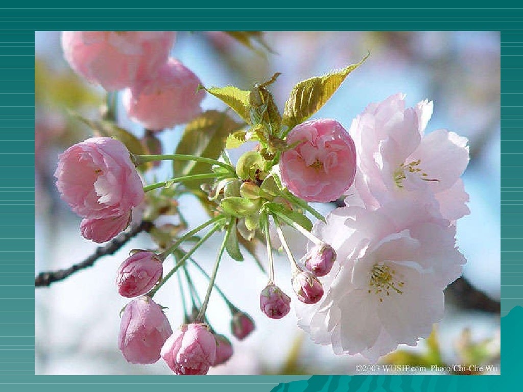 Japan cherry trees blossoming...