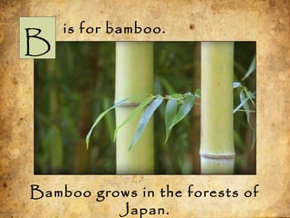B
is for bamboo.
Bamboo grows in the forests of
Japan.
 