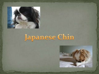 Japanese Chin 