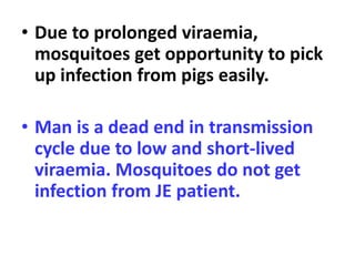 • Due to prolonged viraemia,
mosquitoes get opportunity to pick
up infection from pigs easily.
• Man is a dead end in transmission
cycle due to low and short-lived
viraemia. Mosquitoes do not get
infection from JE patient.
 