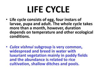 LIFE CYCLE
• Life cycle consists of egg, four instars of
larvae, pupa and adult. The whole cycle takes
more than a month, however, duration
depends on temperature and other ecological
conditions.
• Culex vishnui subgroup is very common,
widespread and breed in water with
luxuriant vegetation mainly in paddy fields
and the abundance is related to rice
cultivation, shallow ditches and pools.
 