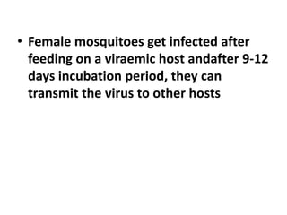• Female mosquitoes get infected after
feeding on a viraemic host andafter 9-12
days incubation period, they can
transmit the virus to other hosts
 