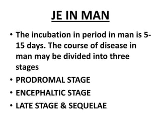 JE IN MAN
• The incubation in period in man is 5-
15 days. The course of disease in
man may be divided into three
stages
• PRODROMAL STAGE
• ENCEPHALTIC STAGE
• LATE STAGE & SEQUELAE
 