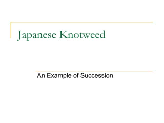 Japanese Knotweed An Example of Succession 
