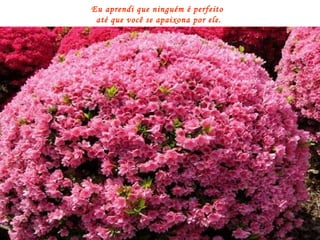 Eu aprendi que ninguém é perfeito  até que você se apaixona por ele. 