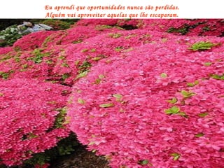 Eu aprendi que oportunidades nunca são perdidas.  Alguém vai aproveitar aquelas que lhe escaparam. 