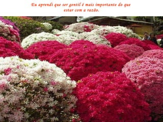 Eu aprendi que ser gentil é mais importante do que  estar com a razão. 