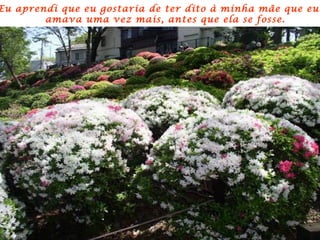 Eu aprendi que eu gostaria de ter dito à minha mãe que eu a  amava uma vez mais, antes que ela se fosse. 