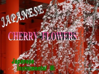 JAPANESE CHERRY  FLOWERS Japanese  Instrumental  Music 