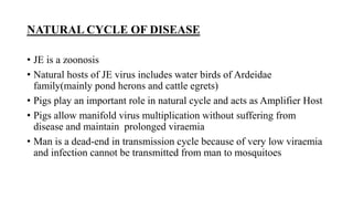 NATURAL CYCLE OF DISEASE
• JE is a zoonosis
• Natural hosts of JE virus includes water birds of Ardeidae
family(mainly pond herons and cattle egrets)
• Pigs play an important role in natural cycle and acts as Amplifier Host
• Pigs allow manifold virus multiplication without suffering from
disease and maintain prolonged viraemia
• Man is a dead-end in transmission cycle because of very low viraemia
and infection cannot be transmitted from man to mosquitoes
 