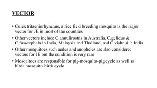 VECTOR
• Culex tritaeniorhynchus, a rice field breeding mosquito is the major
vector for JE in most of the countries
• Other vectors include C.annulirostris in Australia, C.gelidus &
C.fusocephala in India, Malaysia and Thailand, and C.vishnui in India
• Other mosquitoes such aedes and anopheles are also considered
vectors for JE but the condition is very rare
• Mosquitoes are responsible for pig-mosquito-pig cycle as well as
birds-mosquito-birds cycle
 