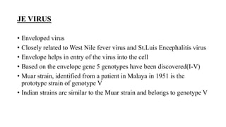 JE VIRUS
• Enveloped virus
• Closely related to West Nile fever virus and St.Luis Encephalitis virus
• Envelope helps in entry of the virus into the cell
• Based on the envelope gene 5 genotypes have been discovered(I-V)
• Muar strain, identified from a patient in Malaya in 1951 is the
prototype strain of genotype V
• Indian strains are similar to the Muar strain and belongs to genotype V
 
