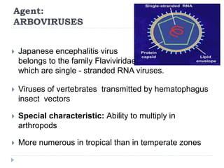 Agent:
ARBOVIRUSES
 Japanese encephalitis virus
belongs to the family Flaviviridae,
which are single - stranded RNA viruses.
 Viruses of vertebrates transmitted by hematophagus
insect vectors
 Special characteristic: Ability to multiply in
arthropods
 More numerous in tropical than in temperate zones
 