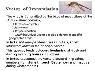 Vector of Transmission
 The virus is transmitted by the bites of mosquitoes of the
Culex vishnui complex;
 Culex tritaeniorhynchus
 Culex vishnui
 Culex pseudovishnui
.....with individual vector species differing in specific
geographic areas.
 In India and many endemic areas in Asia, Culex
tritaeniorhyncus is the principal vector.
 This species feeds outdoors beginning at dusk and
during evening hours until dawn.
 In temperate zones, the vectors present in greatest
numbers from June through September and inactive
during winter months
 