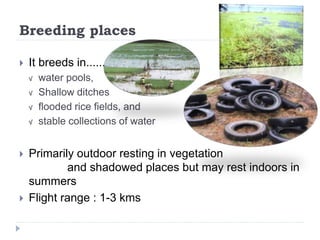 Breeding places
 It breeds in......
√ water pools,
√ Shallow ditches
√ flooded rice fields, and
√ stable collections of water
 Primarily outdoor resting in vegetation
and shadowed places but may rest indoors in
summers
 Flight range : 1-3 kms
 