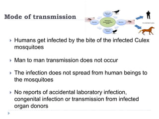 Mode of transmission
 Humans get infected by the bite of the infected Culex
mosquitoes
 Man to man transmission does not occur
 The infection does not spread from human beings to
the mosquitoes
 No reports of accidental laboratory infection,
congenital infection or transmission from infected
organ donors
 