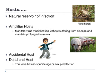 Hosts.....
 Natural reservoir of infection
 Amplifier Hosts
 Manifold virus multiplication without suffering from disease and
maintain prolonged viraemia
 Accidental Host
 Dead end Host
 The virus has no specific age or sex predilection
Pond heron
 