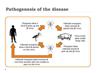 Pathogenesis of the disease
 