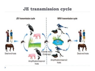 JE transmission cycle
 