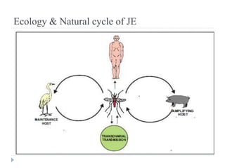 Ecology & Natural cycle of JE
 