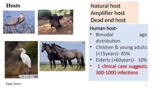 Hosts
17
Human host-
• Bimodal age
distribution
• Children & young adults
(<15years)- 85%
• Elderly (>60years)- 10%
• 1 clinical case suggests
300-1000 infections
Natural host
Amplifier host
Dead end host
Ergot, heron
 
