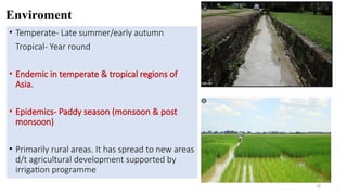 Enviroment
• Temperate- Late summer/early autumn
Tropical- Year round
• Endemic in temperate & tropical regions of
Asia.
• Epidemics- Paddy season (monsoon & post
monsoon)
• Primarily rural areas. It has spread to new areas
d/t agricultural development supported by
irrigation programme
18
 
