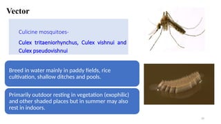 Vector
20
Culicine mosquitoes-
Culex tritaeniorhynchus, Culex vishnui and
Culex pseudovishnui
Breed in water mainly in paddy fields, rice
cultivation, shallow ditches and pools.
Primarily outdoor resting in vegetation (exophilic)
and other shaded places but in summer may also
rest in indoors.
 