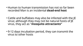• Human to human transmission has not so far been
recorded Man is an incidental dead-end host
• Cattle and buffaloes may also be infected with the JE
virus; although they may not be natural hosts of JE
virus, they act as "mosquito attractants”
• 9-12 days incubation period, they can transmit the
virus to other hosts
 