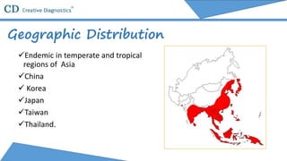 Japanese encephalitis virus | PPTX
