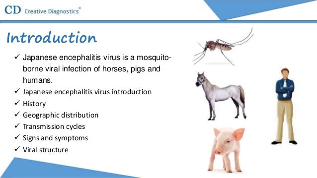 Japanese Encephalitis Virus Japanese Encephalitis Virus