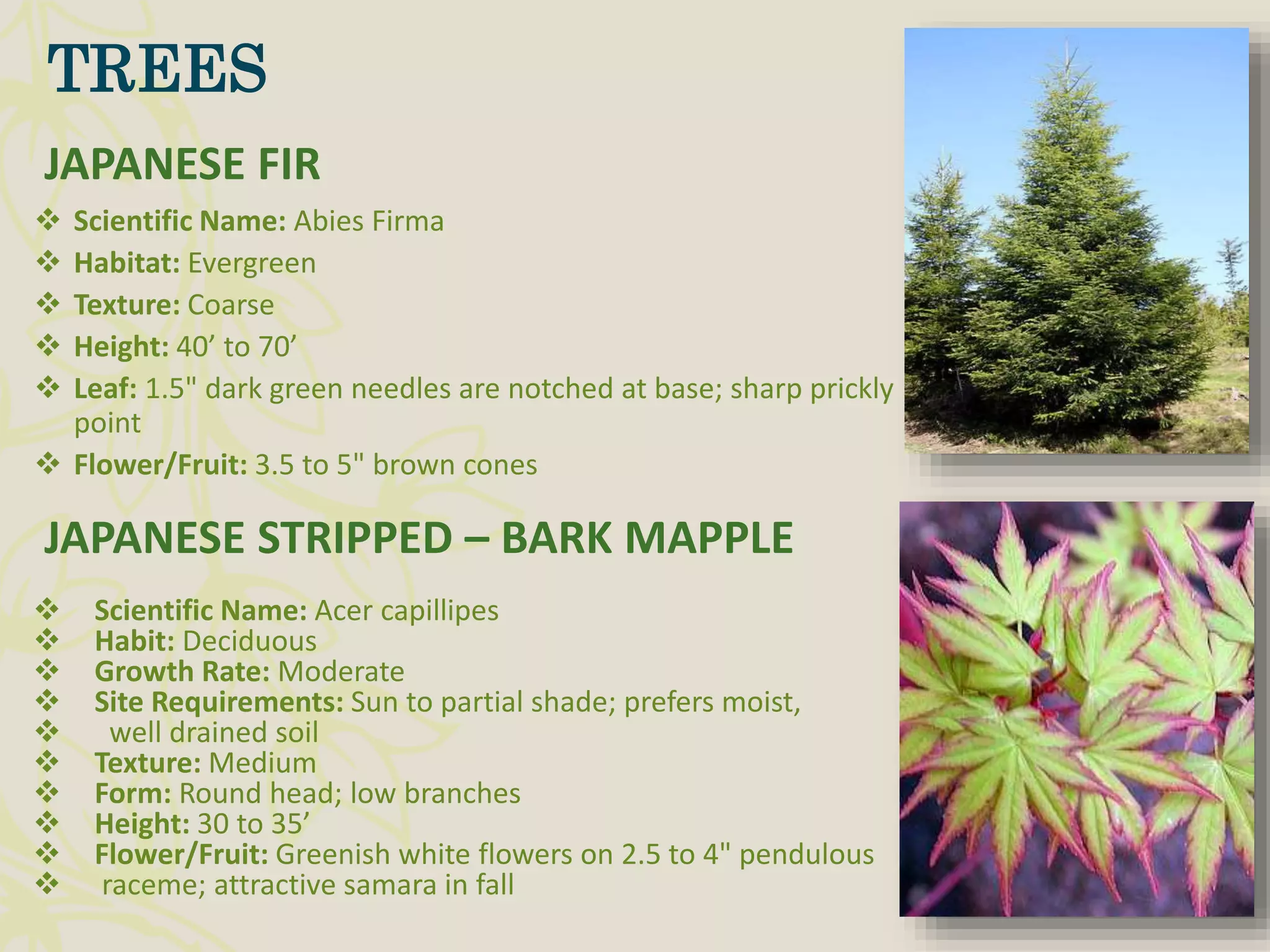  Scientific Name: Abies Firma
 Habitat: Evergreen
 Texture: Coarse
 Height: 40’ to 70’
 Leaf: 1.5" dark green needles are notched at base; sharp prickly
point
 Flower/Fruit: 3.5 to 5" brown cones
JAPANESE FIR
JAPANESE STRIPPED – BARK MAPPLE
 Scientific Name: Acer capillipes
 Habit: Deciduous
 Growth Rate: Moderate
 Site Requirements: Sun to partial shade; prefers moist,
 well drained soil
 Texture: Medium
 Form: Round head; low branches
 Height: 30 to 35’
 Flower/Fruit: Greenish white flowers on 2.5 to 4" pendulous
 raceme; attractive samara in fall
TREES
 