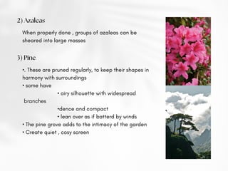 2) Azaleas
When properly done , groups of azaleas can be
sheared into large masses
3) Pine
•. These are pruned regularly, to keep their shapes in
harmony with surroundings
• some have
• airy silhouette with widespread
branches
•dence and compact
• lean over as if batterd by winds
• The pine grove adds to the intimacy of the garden
• Create quiet , cosy screen
 
