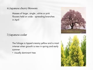 6) Japanese cherry blossom
Masses of large , single , white or pink
flowers held on wide - spreading branches
in April
7) Japanese cedar
The foliage is tipped creamy yellow and is most
intense when growth is new in spring and early
summer
• visually dominant tree
 