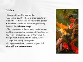 7)Fishes
• Borrowed from Chinese garden
• Japan is a country where a large population
lives little land available for flower and garden
• Therefore, they found places to grow living
flowers, the coloured carps
• They appreared in Japan many centuries ago
and the Japanese have crossbred them for over
100 years , producing carps of high value that
bring a flash of colour to the shallow water
• Carps can live up to 50 years
• In Japanese culture , they are a symbol of
strength and perseverance
 