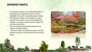 • The Japanese maple is much appreciated for its
lacy leaves and magnificent autumn colours,
making it a favourite in Japanese garden design.
• The Japanese maples in this garden are taken
indoors when winter comes, and brought back
outdoors in spring, to spare them the rigours of
our Montreal winters.
• They are gradually being replaced with Amur
maples, a hardier species.
• The Amur maples are allowed to grow naturally,
without pruning, as is the practice with momiji in
Japan.
JAPANESE MAPLE
 