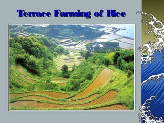 Terrace Farming of RiceTerrace Farming of Rice
 