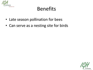 Benefits Late season pollination for bees Can serve as a nesting site for birds 