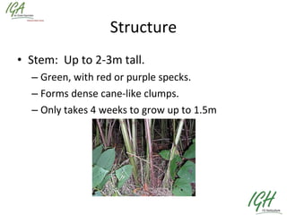 Structure Stem:  Up to 2-3m tall.  Green, with red or purple specks.  Forms dense cane-like clumps. Only takes 4 weeks to grow up to 1.5m 