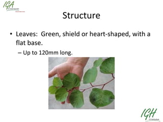 Structure Leaves:  Green, shield or heart-shaped, with a flat base. Up to 120mm long. 