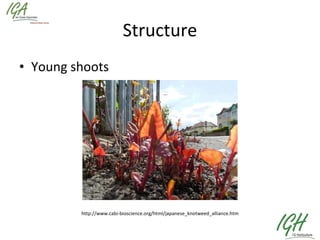Structure Young shoots http://www.cabi-bioscience.org/html/japanese_knotweed_alliance.htm 
