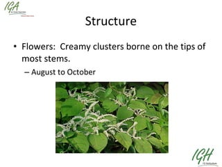 Structure Flowers:  Creamy clusters borne on the tips of most stems. August to October 