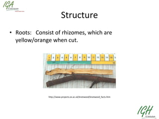 Structure Roots:  Consist of rhizomes, which are yellow/orange when cut. http://www.projects.ex.ac.uk/knotweed/knotweed_facts.htm 