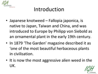 Introduction Japanese knotweed – Fallopia japonica, is native to Japan, Taiwan and China, and was introduced to Europe by Philipp von Siebold as an ornamental plant in the early 19th century.  In 1879 ‘The Garden’ magazine described it as ‘one of the most beautiful herbaceous plants in civilisation. It is now the most aggressive alien weed in the UK.  