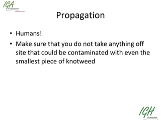Propagation Humans! Make sure that you do not take anything off site that could be contaminated with even the smallest piece of knotweed 