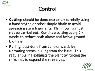 Control Cutting:  should be done extremely carefully using a hand scythe or other simple blade to avoid spreading stem fragments.  Flail mowing must not be carried out.  Continue cutting every 2-4 weeks to reduce both above and below ground biomass. Pulling:  best done from June onwards by uprooting stems, pulling from the base.  This regular pulling exhausts the plant by forcing the rhizomes to expand their reserves.  